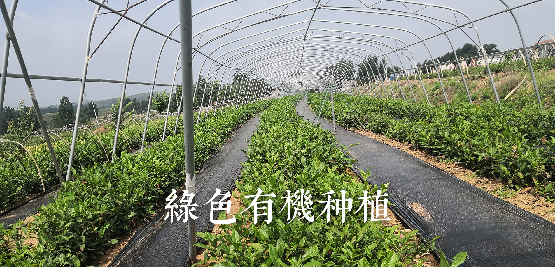 濰坊市鼎尖茶業(yè)有限公司